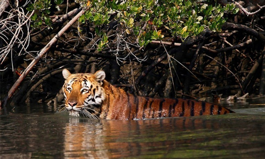 MANGROVE FOREST SAFARI & WILDLIFE EXPLORATION