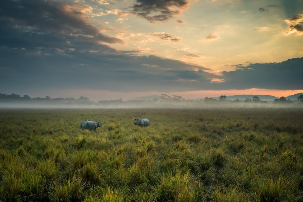 Full Day Excursion in Kaziranga