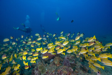 HAVELOCK