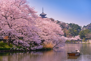 Osaka Sightseeing