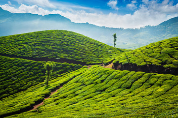 INTO THE MISTY TEA MOUNTAINS (Kochi ➜ Munnar)