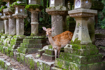 Nara & Todaiji Temple