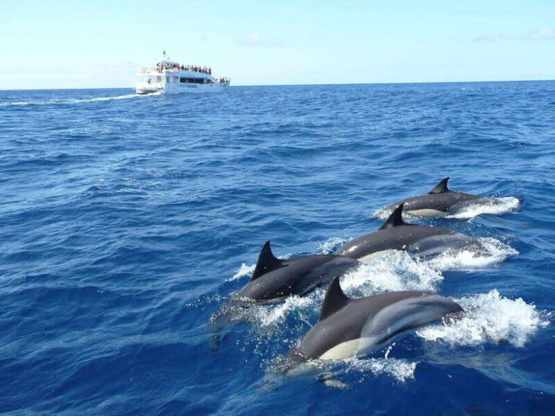 WHALE & DOLPHIN WATCHING IN MIRISSA :