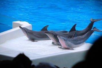 BANGKOK – SAFARI WORLD & MARINE PARK