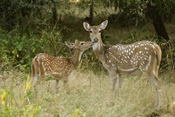 Somnath – Sasan Gir