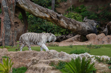 BANGKOK – SAFARI WORLD & MARINE PARK