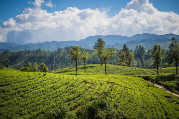 Kandy – Nuwara Eliya