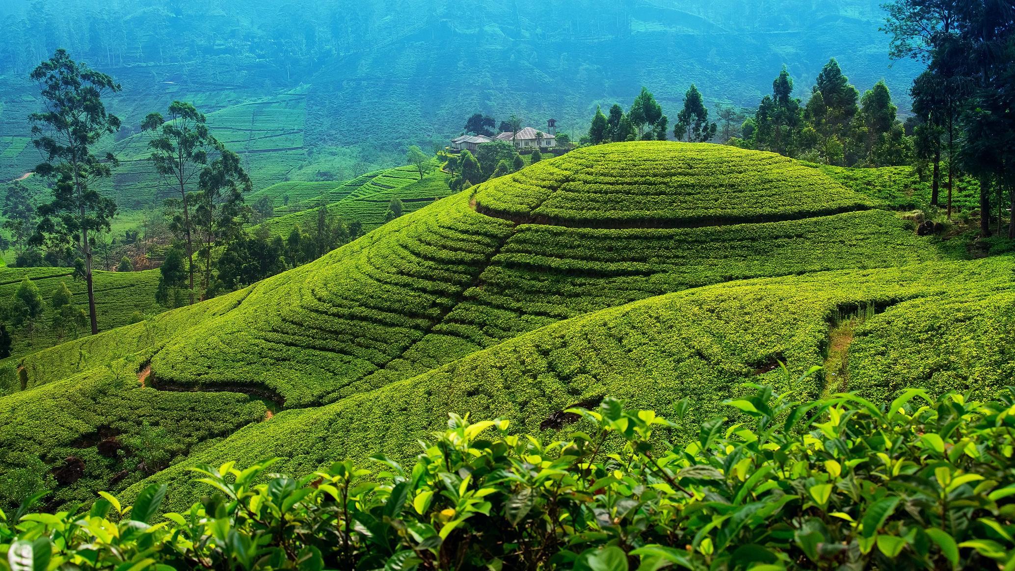 TRANSFER TO NUWARA ELIYA :